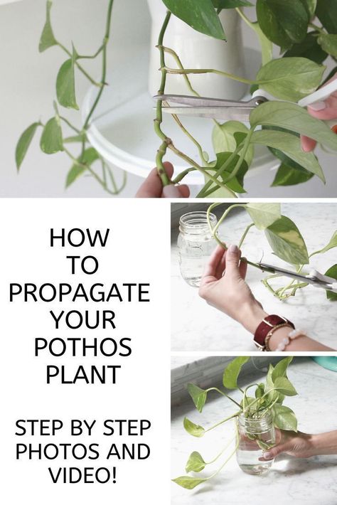 Pathos Plant, Photos Plant, Pothos Plant Care, Pothos Plants, Plant Care Houseplant, Inside Plants, Pothos Plant, Indoor Plant Care, Plant Ideas