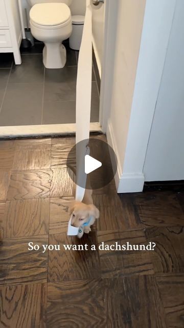 Our Dachshund on Instagram: "Ready for all of this!!! 🥰
Double tap and tag your friend ❤️
Follow us for daily Dachshund videos 🐶
Source: tiktok 
(Plz DM us to credits or removal)
#dachshund #dachshundpuppy #dachshundlove #dachshundappreciation #dachshundlover #dachshundlife #dachshundoftheday #dachshundgram #dachshundnation #dachshunddaily #dachshunds #dachshundsofinstagram #minidachshund #miniaturedachshund #dappledachshund #wienerdog #sausagedog #sausagedogcentral #sausagedoglove" Dachshund Dog Funny, Mini Daschund Puppies Dapple, Cream Miniature Dachshund, Shaded Cream Mini Dachshund, Dapple Dachshund Miniature, Teacup Dachshund, Golden Dachshund, Blonde Dachshund, Dachshund Videos