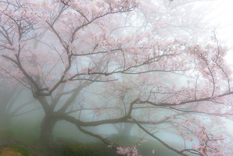 Pc Photo, Photographie Inspo, Have Inspiration, Japan Aesthetic, Macbook Wallpaper, Laptop Wallpaper, Nature Aesthetic, Pretty Places, Pink Aesthetic