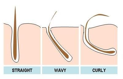 How do disulphide bonds in hair cause curling? - Biology Stack Exchange Professional Hair Color Chart, Beauty School Cosmetology, Cut Own Hair, Electrolysis Hair Removal, Hair Science, Hairdressing Training, Braided Dreadlocks, Professional Hair Color, Hair School