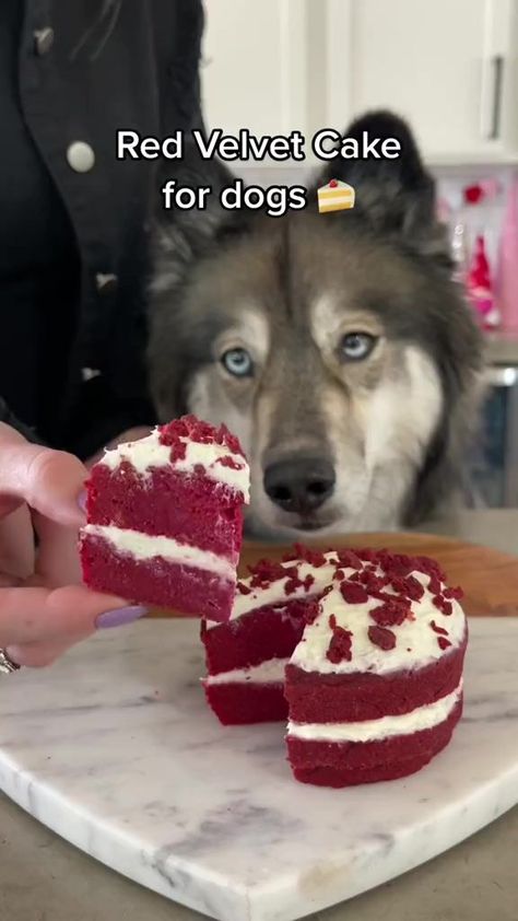 4.9K views · 76 reactions | Super cute & easy recipe, perfect for Valentines Day! 🍰 #redvelvet #cake #dog #treatyourself | The husky fam | The husky fam · Original audio Puppy Treats Homemade, Dog Friendly Cake, Cake For Dogs, Redvelvet Cake, Dog Cake Recipes, Cake Dog, Pet Treats Recipes, Easy Dog Treat Recipes, Dog Biscuit Recipes