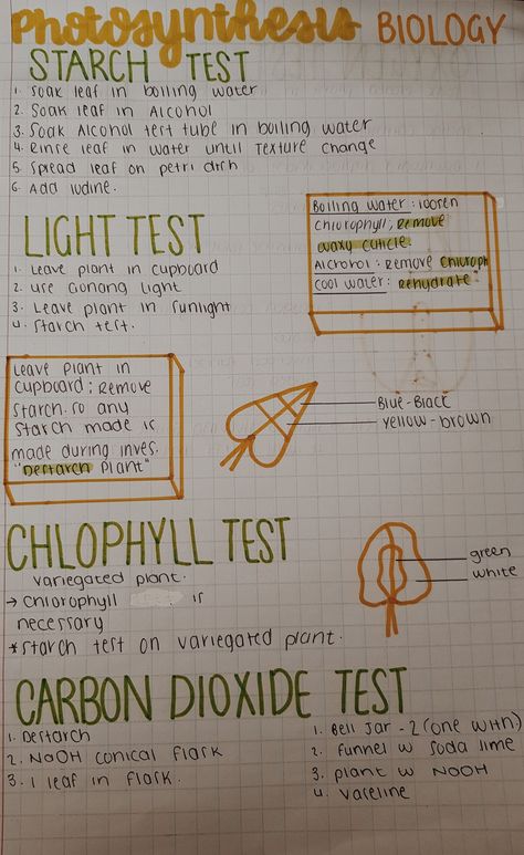 Science Notes Photosynthesis, Photosynthesis Revision Notes, Biology Revision Gcse Photosynthesis, Photosynthesis Vs Cellular Respiration, Plant Nutrition Biology Notes, Plant Pathology Notes, Science Grade 7 Notes, Photosynthesis Notes Biology, Photosynthesis Notes Aesthetic