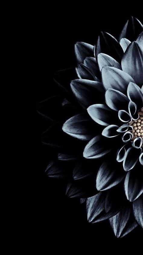 Wallpapers for iPhone and Android. Black themes! Click the link below for Tech News n Gadget Updates. Flower Lockscreen, Wallpaper Tumblr Lockscreen, Lines Wallpaper, Black Phone Wallpaper, Dark Flowers, Iphone Lockscreen, Iphone Wallpaper Vintage, Art Wallpaper Iphone, Wallpapers Iphone