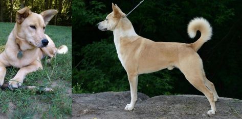 Carolina Dog vs Canaan Dog - Breed Comparison | MyDogBreeds Service Dogs Breeds, Canaan Dog, Carolina Dog, Breed Dogs, Medium Dog, Grooming Routine, Rare Breed, Service Dog, Wild Dogs