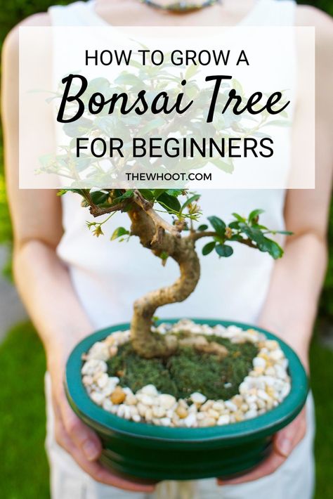 How To Make A Bonsai For Beginners | The WHOot How To Grow Bonsai, Ficus Bonsai Tree, Growing Bonsai, Elm Bonsai, Bonsai Fruit Tree, Bonsai Pruning, Ficus Microcarpa, Bonsai Care, Bonsai Tree Types