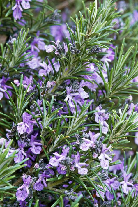 Flowering Herbs, Drought Tolerant Shrubs, Best Herbs To Grow, Rosemary Plant, Dried Lavender Flowers, Cottage Garden Design, Aromatic Plant, Garden Shrubs, Planting Herbs