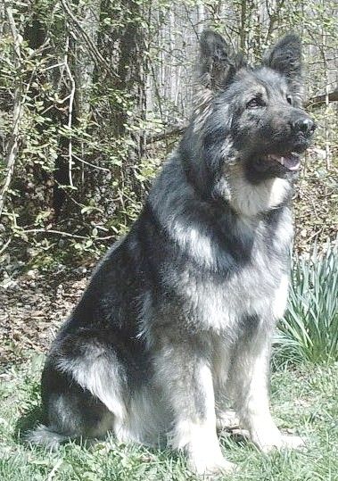 Gray/sable  German shepherd Silver Sable German Shepherd, Shiloh Shepherd Dog, Old Hunter, Silver Sable, Silver German Shepherd, Sable German Shepherd, Shiloh Shepherd, Wolf Dogs, Every Dog Breed