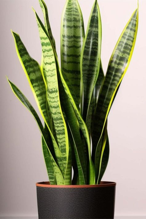 If you're looking for an easy-to-care-for houseplant that adds a touch of green to your space, a snake plant may be just what you need. It's easy to learn how to care for snake plants, from watering and sunlight to fertilizing and propagating. Snake Plant Wallpaper, Snake Plant Propagation, Houseplants Decor, Bal Hanuman, Snake Plant Care, Houseplants Low Light, Types Of Snake, Sansevieria Plant, Dracaena Plant