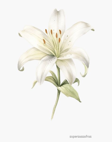 A watercolor design for a white lily White Lily Watercolor, White Lily Illustration, White Watercolor Flowers, White Flowers Watercolor, White Lily Drawing, White Lily Painting, Watercolor Lillies, Lilly Illustration, Lilly Watercolor