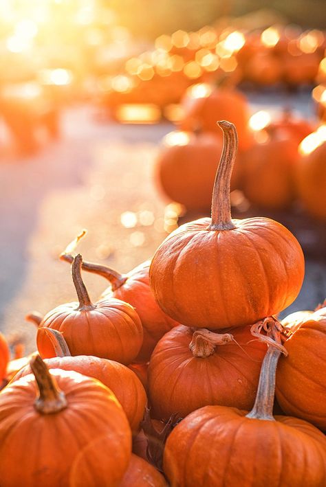 Pumpkin Patch Near Me, The Great Pumpkin Patch, Best Pumpkin Patches, Pumpkin Wallpaper, Orange Aesthetic, Best Pumpkin, Wallpaper Free, Halloween Backgrounds, Fall Pictures