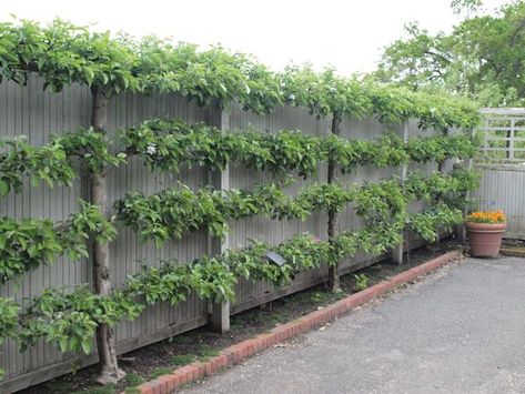 Espalier and fan trained fruit trees – Gabi’s Garden Fruit Trees Backyard, Espalier Fruit Trees, Fruit Tree Garden, Minnesota Landscaping, Garden Privacy Screen, Garden Privacy, Garden Vines, Garden Screening, Vertical Gardens