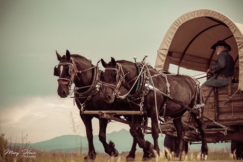 Horse Drawn Cart, Unpredictable Life, Painting Prompts, Horse And Wagon, Horse Transport, Horse Figures, Life Is Unpredictable, Old Western Towns, Horse Wagon