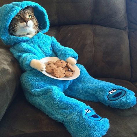 Poor cat dressed up as a cookie monster.  Doesn't look very comfortable...  But looks so cute! #kitty #adorable Söt Katt, Cat Sitting, Cute Kittens, Funny Animal Pictures, 귀여운 동물, Baby Cats, Cute Funny Animals, Crazy Cats, Cat Pics