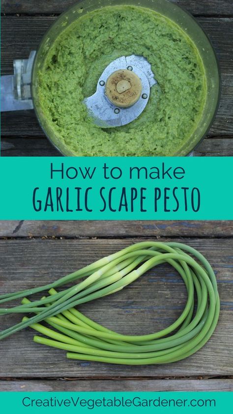 Scape Pesto Recipe, Scape Pesto, Garlic Scape Pesto, Garlic Scapes, Csa Recipes, Garlic Recipes, Pesto Recipe, Garden Recipes, Delicious Meals