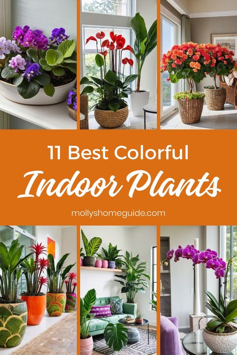 Discover the beauty of indoor plants with red leaves that bring a pop of color to any space. These vibrant indoor plants are perfect for adding a touch of nature to your home decor. Whether you're looking for low-light indoor plants or easy houseplants for beginners, there is something here for everyone. Not only do these colorful house plants brighten up your interior, but they also help purify the air, creating a fresh and healthy environment. Hardy Indoor Plants, Colorful Plants Indoor, Tropical House Plants Indoor, Colorful House Plants, Low Light Plants Indoor, Houseplant Inspiration, Houseplants For Beginners, Beautiful Indoor Plants, Easy Houseplants