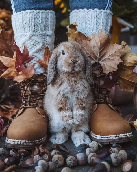 All Posts • Instagram Cabin Theme, Rabbit Photos, Autumn Family Photos, Autumn Actvities, Autumn Cozy, Autumn Aesthetic, Frank Sinatra, Cozy Fall, Disney Wallpaper