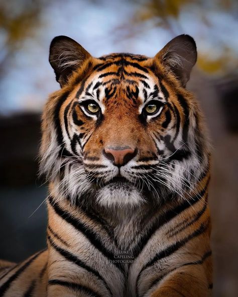 Tiger Close Up Photography, Tiger Front Face, Big Cat Photography, Tiger Face Photography, Beautiful Animals Photography Wildlife, Tiger Side Profile, Reference Photos Animals, Tiger Reference Photo, References Animals