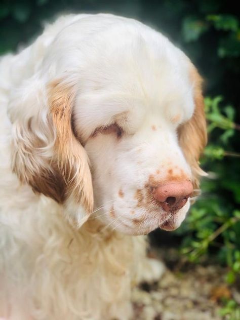 Clumber Spaniel Puppy, Clumber Spaniel, Dog Motif, Pretty Dogs, Pretty Animals, Silly Animals, Weird Animals, Cute Little Animals, Animals Friends