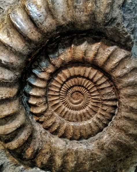 Fossil Wallpaper Iphone, Fossils Aesthetic, Fossil Photography, Fossil Aesthetic, Geology Aesthetic, Dragon Fossil, Dinosaur Science, Fractals In Nature, Spirals In Nature