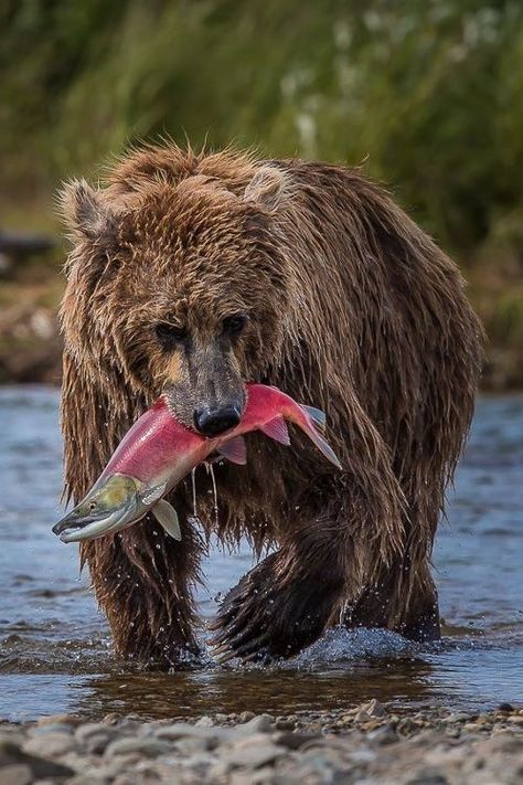 Wildlife Photography National Geographic, Bear Fishing, North American Animals, North American Wildlife, Bear Tattoos, Wild Animals Pictures, Wild Kingdom, Huntsville Alabama, Bear Photos