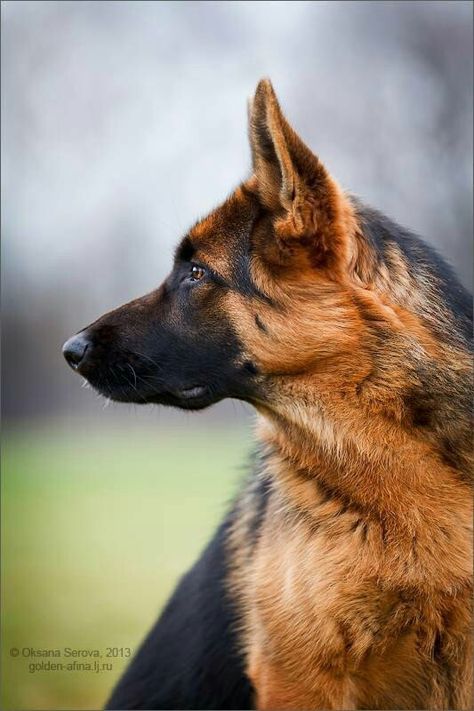 German Shepherd Photography, German Sheperd Dogs, German Shepherd Art, Beautiful Dogs Photos, All Types Of Dogs, Cute Dog Pictures, Coban, Police Dogs, Dundee