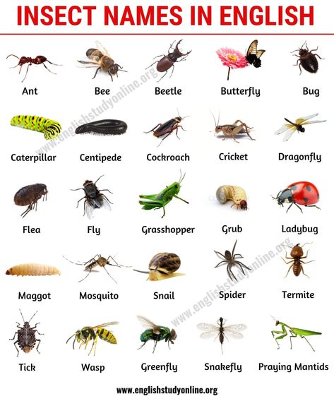 List of Insects: 25 Useful Insect Names with Pictures and Examples - English Study Online List Of Insects, English Vocabulary List, Insect Identification, Insects Names, Animals Name In English, Fly Safe, Random Knowledge, Insects Preschool, Multiplication Chart