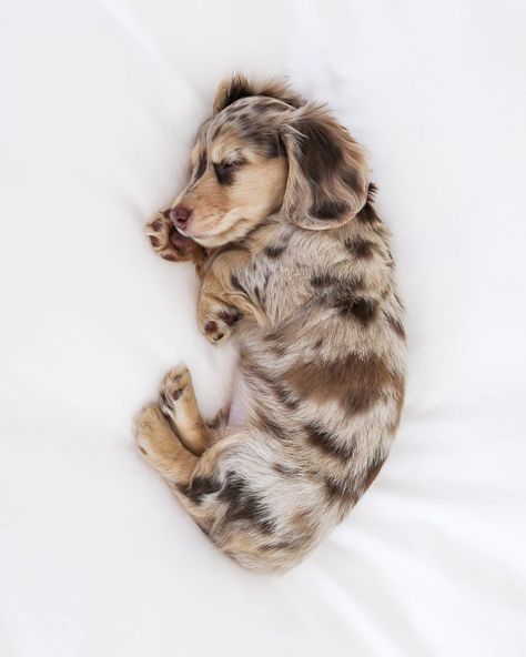 Honeydew the Dachshund on Instagram: “am heckin sleepy today😴 #mondaymood” Daschund Puppies, Dapple Dachshund Puppy, Dachshund Puppy Miniature, Dapple Dachshund, Cute Animals Puppies, Very Cute Dogs, Weenie Dogs, Dachshund Puppies