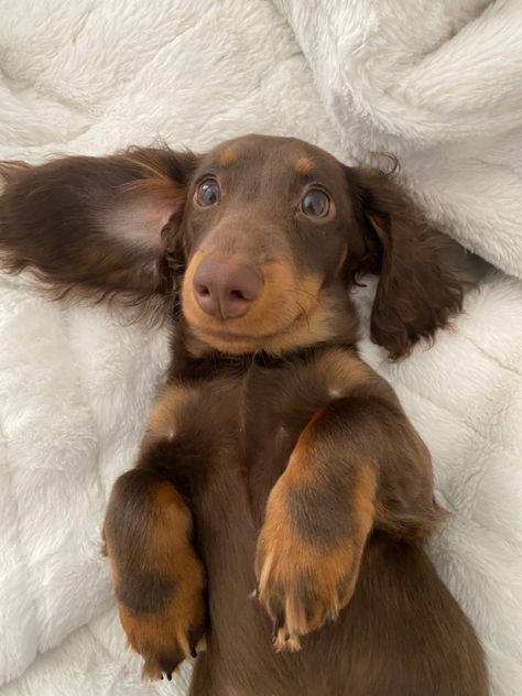 Long Hair Weenie Dog Dachshund Puppies, Brown Dachshund Long Hair, Miniature Daschund Puppies Long Hair, Brown Mini Daschund, Dashaund Puppies Long Hair, Chocolate Dashound, Weenie Dog Aesthetic, Long Hair Weiner Dogs, Long Haired Weenie Dog