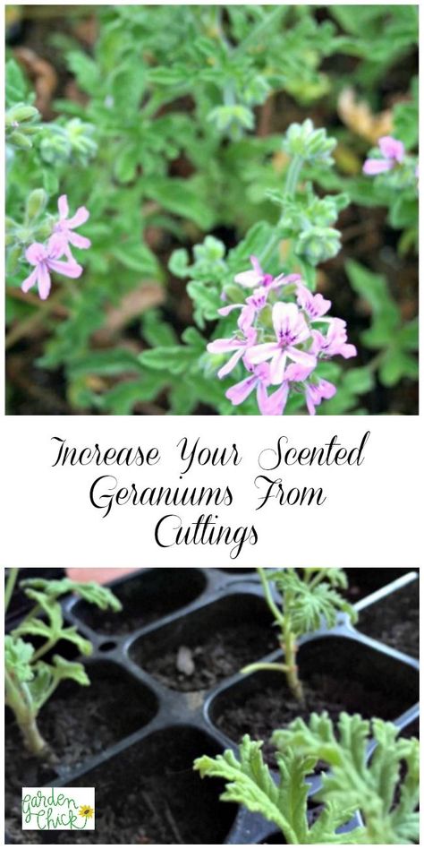 Alaska Gardening, Growing Geraniums, Geraniums Garden, Lovely Greens, Companion Gardening, Container Herb Garden, Geranium Plant, Scented Geranium, Medicinal Garden