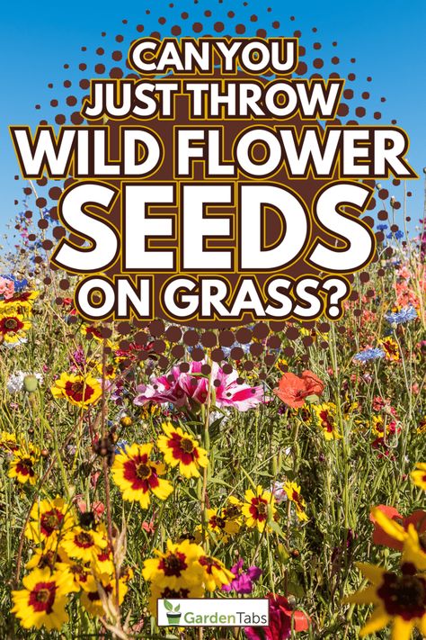 Can You Just Throw Wildflower Seeds On Grass? Planting Wildflower Seeds In Fall, Kansas Wildflower Garden, Wildflowers On Hillside, Texas Wildflower Garden, Wildflower Beds Flowers Garden, Wildflower Meadow Garden, Wildflower Garden Ideas Backyards, Wildflower Pasture, Wildflower Front Yard