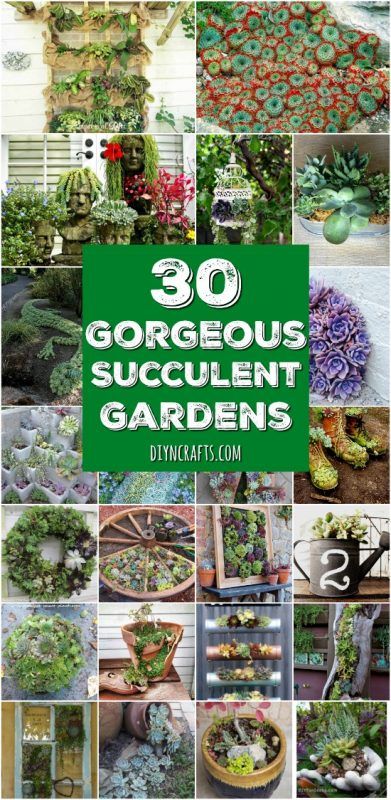 30 Captivating Backyard Succulent Gardens You Can Easily DIY - Curated and Created by DIYnCrafts.com Team Dish Gardens, Succulent Display, Succulent Landscape Design, Vertical Vegetable Garden, Succulent Garden Design, Succulent Gardens, Succulent Landscaping, Vertical Herb Garden, Garden Ideas Cheap