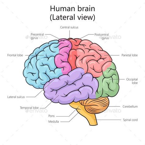 Human Brain Structure Diagram Medical Science Anatomy Of Brain Drawing, Brain Labelled Diagram, Brain Structure Anatomy, Brain Labeled Diagram, Brain Structure Diagram, Brain Diagram Anatomy, Diagram Of Brain, Structure Of Human Brain, Structure Of Brain