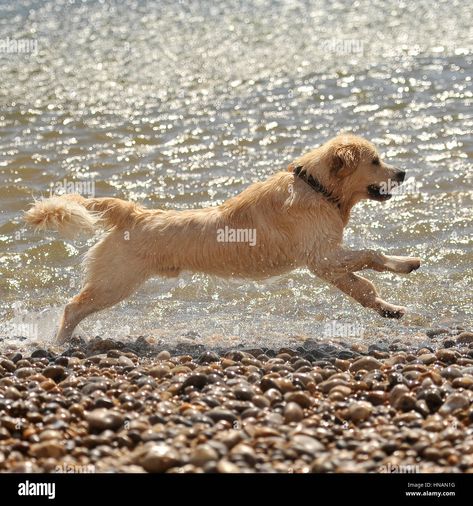 Download this stock image: golden retriever running in sea - HNAN1G from Alamy's library of millions of high resolution stock photos, illustrations and vectors. Golden Retriever Running, Dog Photography Poses, Golden Dogs, Running Photos, Cat Stretching, Dog Running, Dog Photography, Animal Art, Golden Retriever