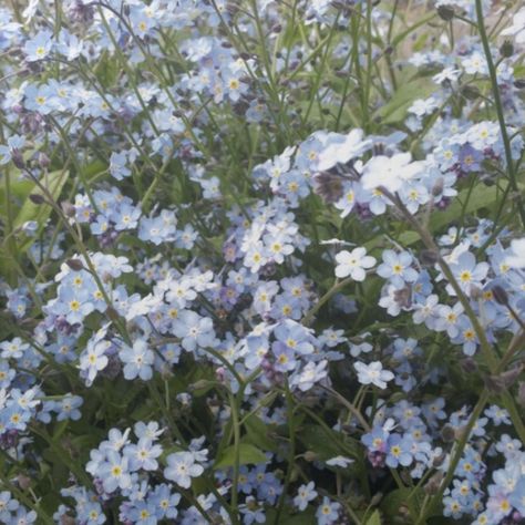 Touch Me Not Flowers, Forget Ne Not Flowers, Spring Blue Aesthetic, Cottagecore Blue Aesthetic, Light Blue Flowers Aesthetic, Forget Me Nots Aesthetic, Blue Spring Aesthetic, Blue Cottagecore Aesthetic, Forget Me Not Flowers Aesthetic