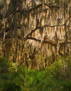 Wild Florida, Tillandsia Usneoides, Florida Landscape, Witch Hair, Country Fences, Florida Photography, North Florida, Spanish Moss, Old Florida