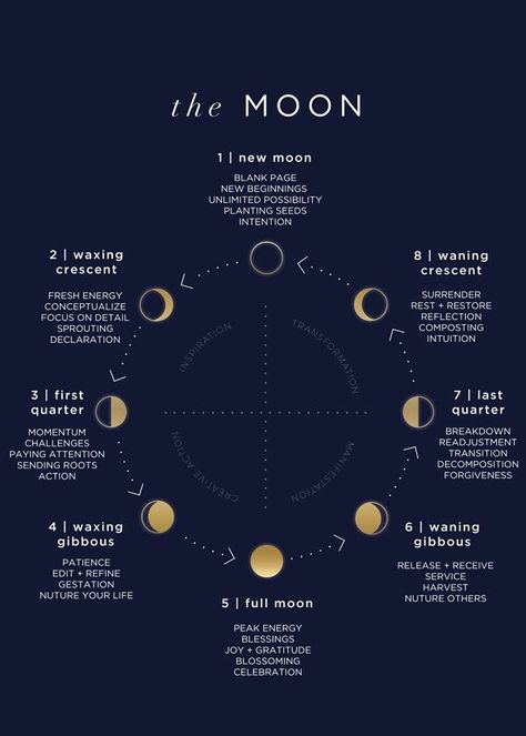 moon phases: my birthday is waxing crescent The Phases Of The Moon, Magia Das Ervas, Phases Of The Moon, Lunar Cycle, Moon Cycles, Moon Magic, Astrology Zodiac, New Moon, Book Of Shadows