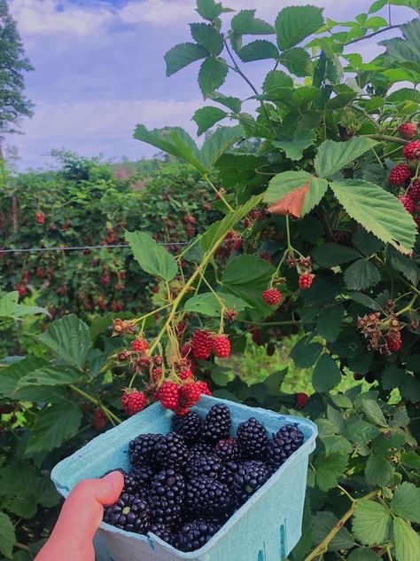 Dream Life Cottagecore, Woofing Aesthetic, Edible Garden Aesthetic, Summer Berries Aesthetic, Cute Garden Aesthetic, Pick Your Own Berry Farm, Garden Aesthetic Vegetable, Farm Life Aesthetic Cottage, How To Live A Natural Lifestyle