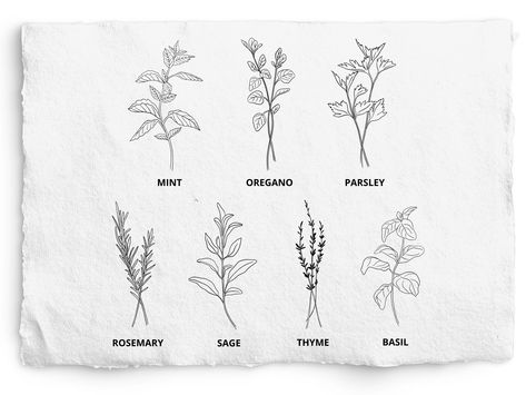 Bouquet Of Herbs Tattoo, Fine Line Rosemary Tattoo, Parsley Tattoo Design, Basil Line Drawing, Herb Tattoos For Women, Rosemary Line Drawing, Sage Line Drawing, Sage Sprig Tattoo, Witchy Herb Tattoo