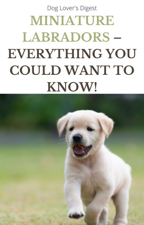 Do miniature labrador dogs exist, and if so, how small are they, and do they have any specific health issues? Read on to find out. Working Dog Breeds, Miniature Labrador, Baby Labrador, Labrador Dogs, Dog World, Working Dog, Therapy Animals, Lab Dogs, Miniature Dogs