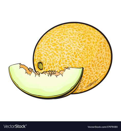 Cantaloupe Drawing, Melon Drawing, Melon Illustration, Melon Cartoon, White Background Drawing, Images For Drawing, Cantaloupe Fruit, Musk Melon, Fruits Drawing