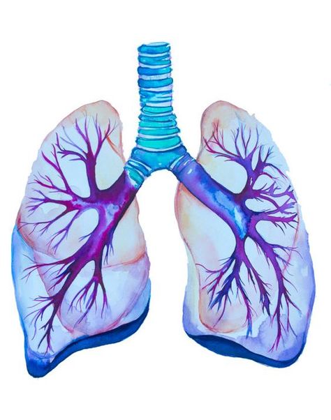 Science Art Drawings, Lungs Art, Anatomy Illustration, Medical Art, Anatomy Drawing, Art Et Illustration, Medical Illustration, Art And Illustration, Anatomy Art