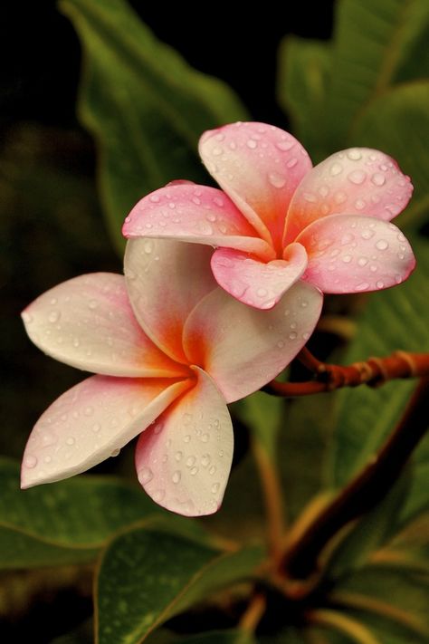 Indi Ocean Flowers Garden, Exotic Flowers, Fiori Frangipani, Flores Plumeria, Plumeria Flowers, Most Beautiful Flowers, Water Droplets, Unique Flowers, Orchid Flower