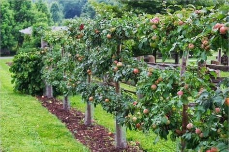 17+ Brilliant Fruit Trees Gardening Ideas Small Backyard #gardendesign #gardeningtips #gardenideas Fruit Trees Garden Design, Tree Garden Design, Fruit Trees Backyard, Espalier Fruit Trees, Fruit Tree Garden, Fruit Growing, Growing Fruit Trees, Potager Garden, Edible Landscaping