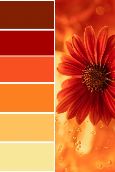 Sunflower Color Palette Orange Color Pallete Colour Palettes, Red Orange Yellow Palette, Burn Orange Color Pallet, Orange Colour Palette Inspiration, Vibrant Orange Color Palette, Yellow And Red Palette, Red And Yellow Colour Palette, Orange Pallete Combination, Color Palette Red And Yellow