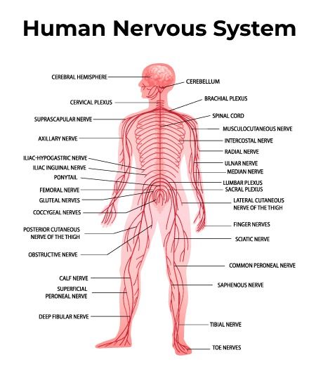 What is Nervous System? - Parts, Types and Functions - GeeksforGeeks Nervous System Parts And Functions, Nervous System Aesthetic, Nervous System Projects, Nervous System Diagram, Nervous System Parts, Spitz Puppy, Radial Nerve, Human Nervous System, Basic Anatomy