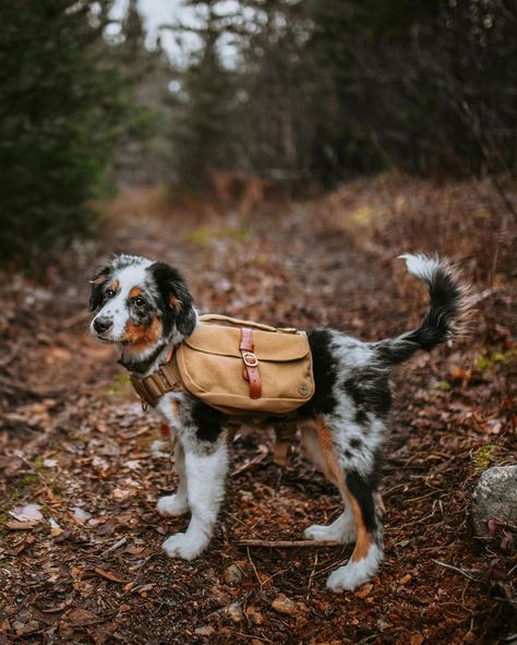 Australian Shepherd Hiking, Dog With Backpack, Hiking With Dog, Dog Hiking Gear, Backpack For Dogs, Hiking With Dogs, Backpack For Hiking, Hiking Dog, Dog Hiking