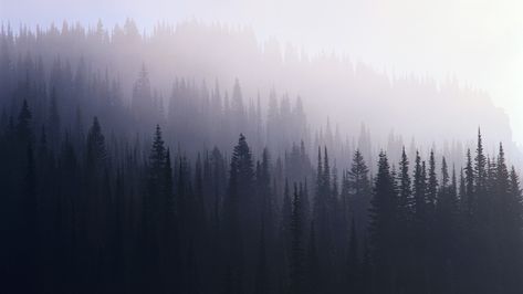 1920x1080 forest pictures for desktop Hipster Pictures, Hipster Background, Forest Background, Forest Photos, Hipster Wallpaper, John Maxwell, Computer Backgrounds, Foggy Forest, Misty Forest