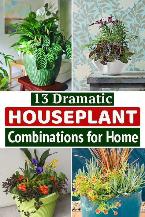 Want to grow multiple plants together in one pot? Looking for the best Houseplant Combination that could work out in your favor? You are at the right place! Indoor Container Garden Houseplant, Mixed Plants In Pots Indoor, Multiple Houseplants In One Pot, Houseplant Arrangements Planters, Plant Combinations Indoor, Indoor House Plant Combinations, Mixing Indoor Plants In One Pot, Mixing Plants In One Pot, Mixed Indoor Plant Arrangement