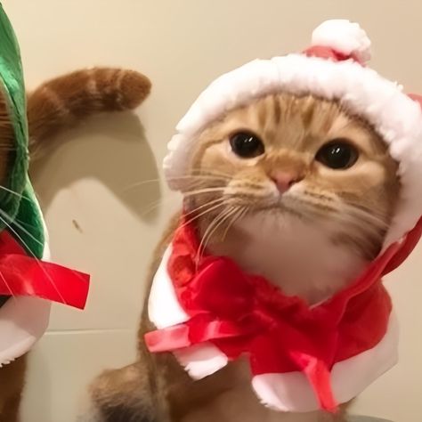 Christmas Cat Couple Pfp, Christmas Kitty Pfp, Cute Christmas Pfps Matching, Christmas Cp Pfp Anime, Matching Christmas Pfps Friends, Funny Instagram Pfp, Christmas Gc Pfp, Profile Picture For 2 Friends, Cute Christmas Pfp Matching