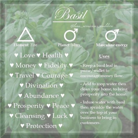 Correspondence of Basil in relation to witchcraft Magical Properties Of Rosemary, Rosemary Correspondence, Rosemary Spiritual Benefits, Lemongrass Meaning Witchcraft, Rosemary Spiritual Meaning, Rosemary Properties Magic, Burning Rosemary Witchcraft, Herb Properties Witch, Rosemary In Witchcraft